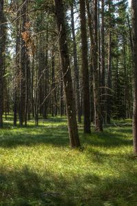 Preview wallpaper trees, grass, forest, sunshine, landscape