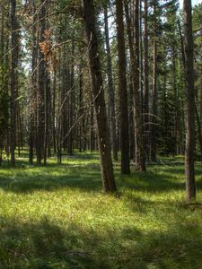 Preview wallpaper trees, grass, forest, sunshine, landscape