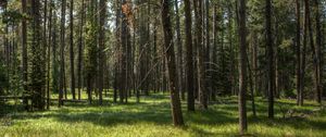 Preview wallpaper trees, grass, forest, sunshine, landscape