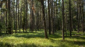 Preview wallpaper trees, grass, forest, sunshine, landscape