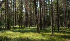 Preview wallpaper trees, grass, forest, sunshine, landscape