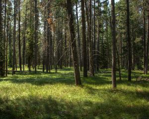 Preview wallpaper trees, grass, forest, sunshine, landscape