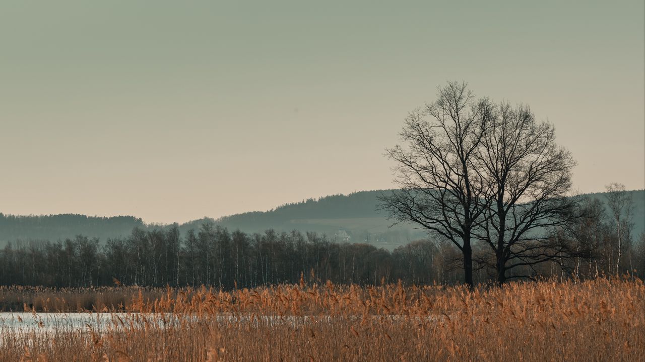 Wallpaper trees, grass, hills, landscape