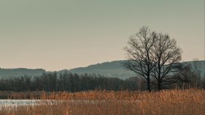 Preview wallpaper trees, grass, hills, landscape