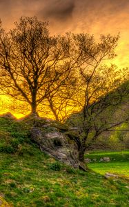 Preview wallpaper trees, grass, landscape, hdr