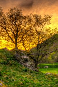 Preview wallpaper trees, grass, landscape, hdr