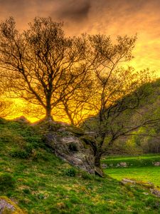 Preview wallpaper trees, grass, landscape, hdr