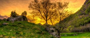 Preview wallpaper trees, grass, landscape, hdr