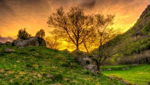 Preview wallpaper trees, grass, landscape, hdr