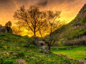 Preview wallpaper trees, grass, landscape, hdr