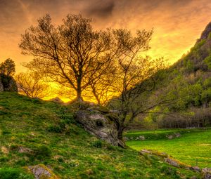 Preview wallpaper trees, grass, landscape, hdr