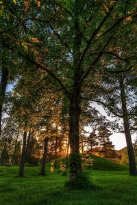 Preview wallpaper trees, grass, light, shadow