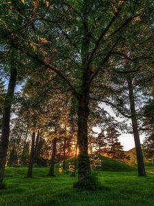 Preview wallpaper trees, grass, light, shadow