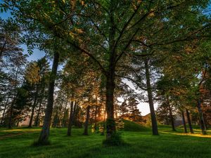 Preview wallpaper trees, grass, light, shadow