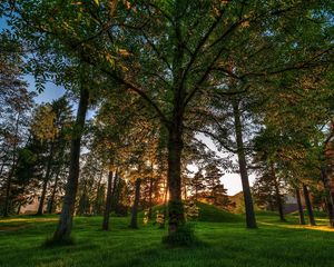 Preview wallpaper trees, grass, light, shadow