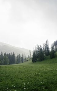 Preview wallpaper trees, grass, meadow, hills, nature