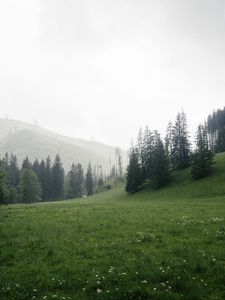 Preview wallpaper trees, grass, meadow, hills, nature