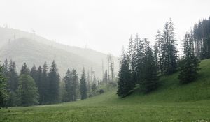 Preview wallpaper trees, grass, meadow, hills, nature