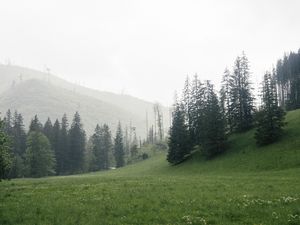 Preview wallpaper trees, grass, meadow, hills, nature