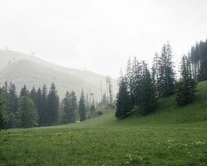 Preview wallpaper trees, grass, meadow, hills, nature