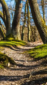 Preview wallpaper trees, grass, moss, shade