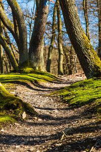 Preview wallpaper trees, grass, moss, shade