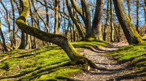 Preview wallpaper trees, grass, moss, shade