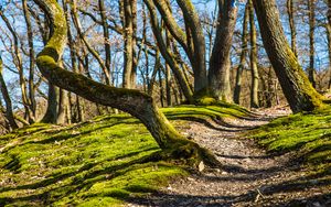 Preview wallpaper trees, grass, moss, shade