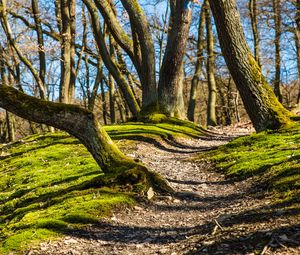 Preview wallpaper trees, grass, moss, shade