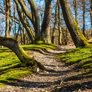 Preview wallpaper trees, grass, moss, shade