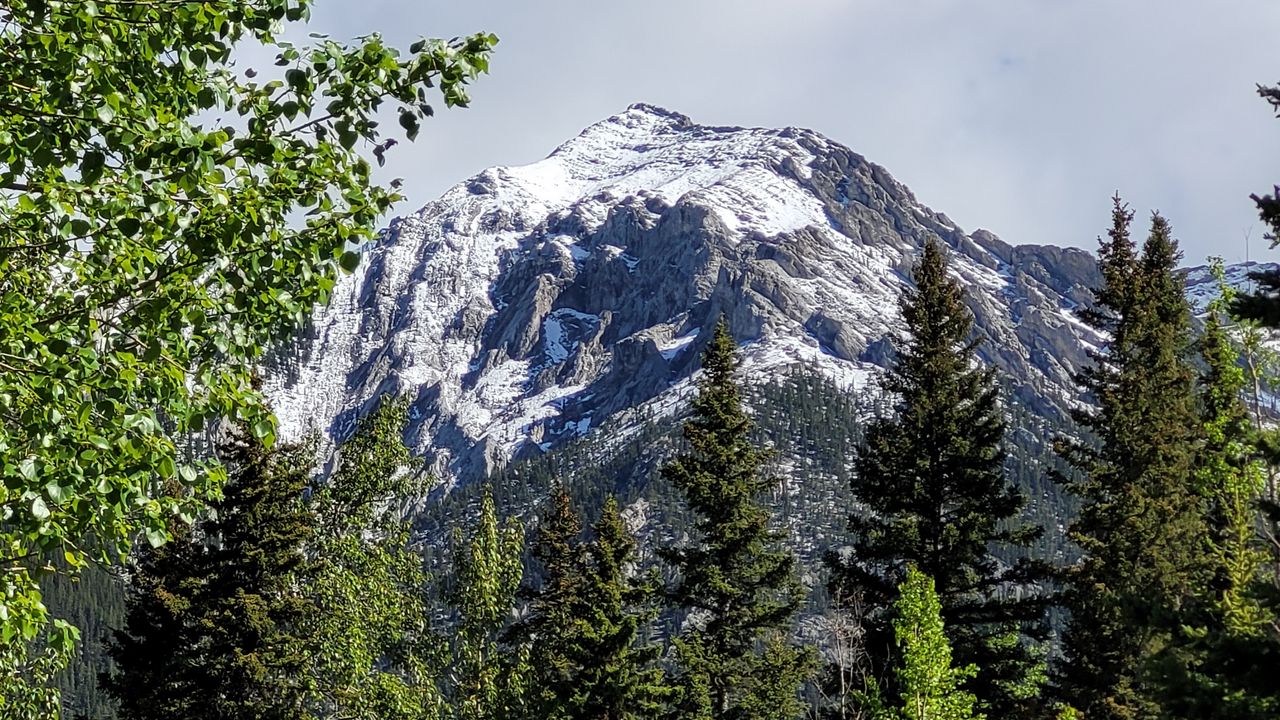 Wallpaper trees, grass, mountain, snow