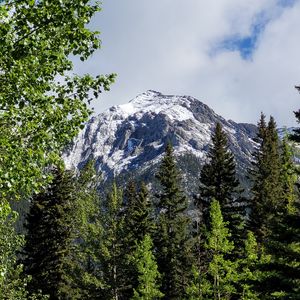 Preview wallpaper trees, grass, mountain, snow