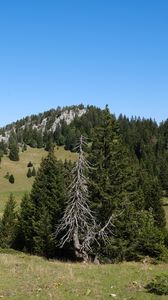 Preview wallpaper trees, grass, mountains, hills, landscape, nature