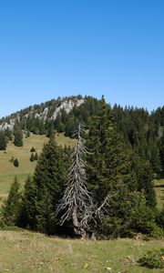 Preview wallpaper trees, grass, mountains, hills, landscape, nature