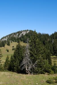 Preview wallpaper trees, grass, mountains, hills, landscape, nature