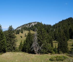 Preview wallpaper trees, grass, mountains, hills, landscape, nature