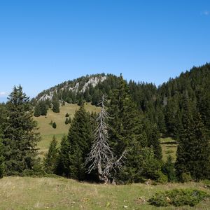 Preview wallpaper trees, grass, mountains, hills, landscape, nature