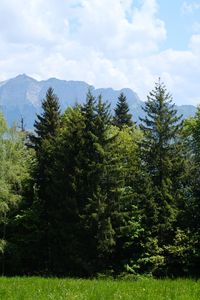 Preview wallpaper trees, grass, mountains, landscape, nature