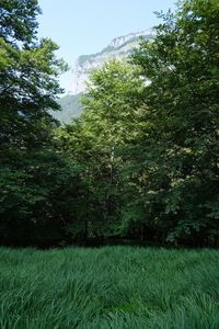 Preview wallpaper trees, grass, mountains, nature
