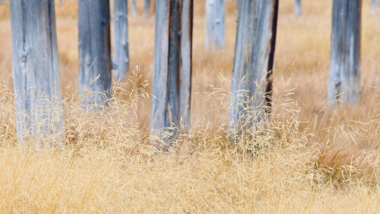 Wallpaper trees, grass, nature