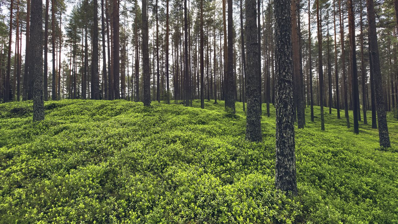 Wallpaper trees, grass, plants, forest, nature