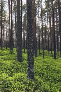 Preview wallpaper trees, grass, plants, forest, nature