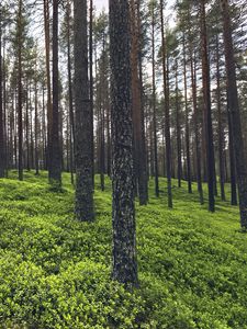 Preview wallpaper trees, grass, plants, forest, nature