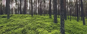 Preview wallpaper trees, grass, plants, forest, nature