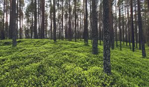 Preview wallpaper trees, grass, plants, forest, nature