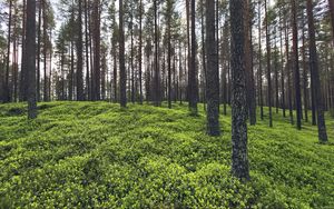 Preview wallpaper trees, grass, plants, forest, nature