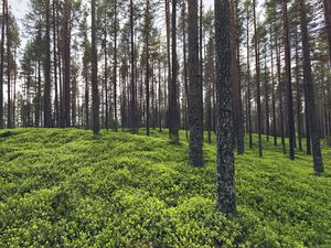 Preview wallpaper trees, grass, plants, forest, nature