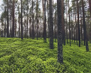 Preview wallpaper trees, grass, plants, forest, nature