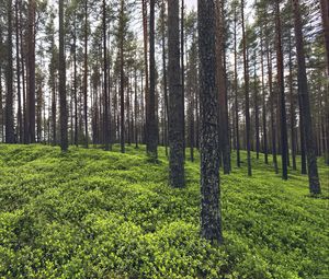 Preview wallpaper trees, grass, plants, forest, nature