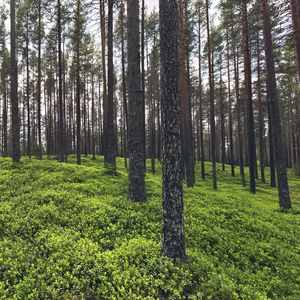 Preview wallpaper trees, grass, plants, forest, nature